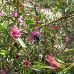 Xylocopa (Lestis) aerata (Golden-Green Carpenter Bee) at Acton, ACT - 22 Mar 2020 by TimL