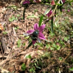 Xylocopa (Lestis) aerata at Acton, ACT - 22 Mar 2020