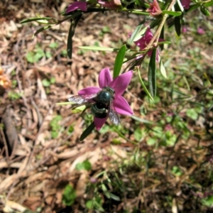 Xylocopa (Lestis) aerata at Acton, ACT - 22 Mar 2020