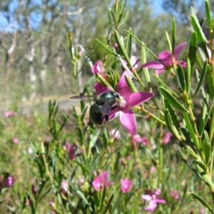 Xylocopa (Lestis) aerata at Acton, ACT - 22 Mar 2020