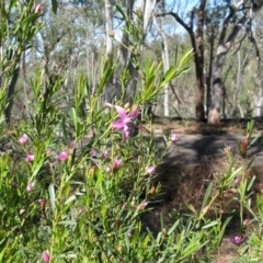 Xylocopa (Lestis) aerata at Acton, ACT - 22 Mar 2020