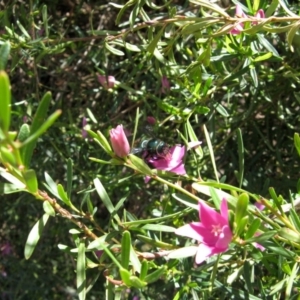 Xylocopa (Lestis) aerata at Acton, ACT - 22 Mar 2020