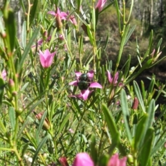 Xylocopa (Lestis) aerata at Acton, ACT - 22 Mar 2020