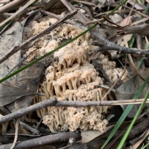 Ramaria capitata var. capitata at Quaama, NSW - 22 Mar 2020 02:48 PM