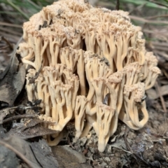 Ramaria capitata var. capitata at Quaama, NSW - 22 Mar 2020