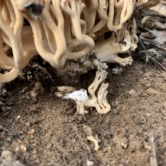 Ramaria capitata var. capitata at Quaama, NSW - 22 Mar 2020 02:48 PM