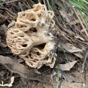 Ramaria capitata var. capitata at Quaama, NSW - 22 Mar 2020 02:48 PM