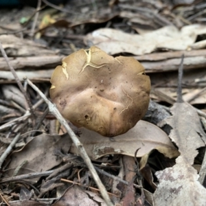 Phylloporus sp. at Quaama, NSW - 22 Mar 2020