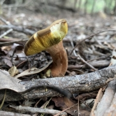 Phylloporus sp. at Quaama, NSW - 22 Mar 2020