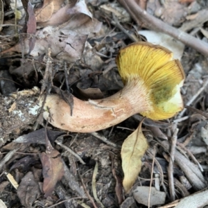 Phylloporus sp. at Quaama, NSW - 22 Mar 2020