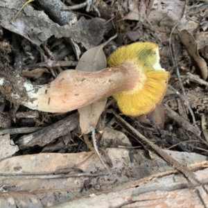 Phylloporus sp. at Quaama, NSW - 22 Mar 2020