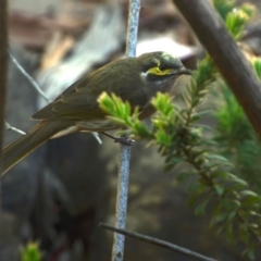 Caligavis chrysops (Yellow-faced Honeyeater) at Greenleigh, NSW - 22 Mar 2020 by LyndalT