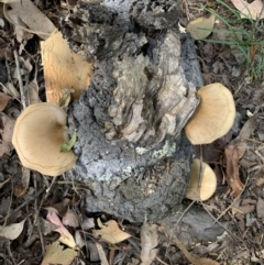 Pleurotus sp. (Pleurotus) at Quaama, NSW - 22 Mar 2020 by FionaG