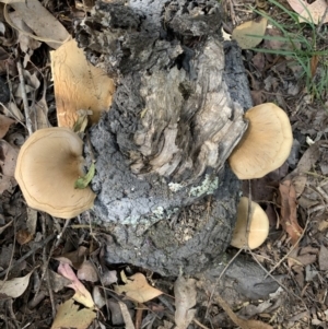 Pleurotus sp. at Quaama, NSW - 22 Mar 2020 01:17 PM