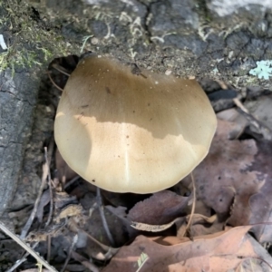 Pleurotus sp. at Quaama, NSW - 22 Mar 2020 01:17 PM