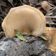 Pleurotus sp. at Quaama, NSW - 22 Mar 2020 01:17 PM