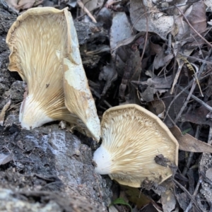 Pleurotus sp. at Quaama, NSW - 22 Mar 2020 01:17 PM