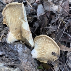 Pleurotus sp. at Quaama, NSW - 22 Mar 2020