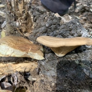 Pleurotus sp. at Quaama, NSW - 22 Mar 2020 01:17 PM