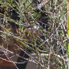 Malurus cyaneus (Superb Fairywren) at Greenleigh, NSW - 22 Mar 2020 by LyndalT