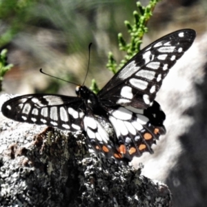 Papilio anactus at Fadden, ACT - 22 Mar 2020