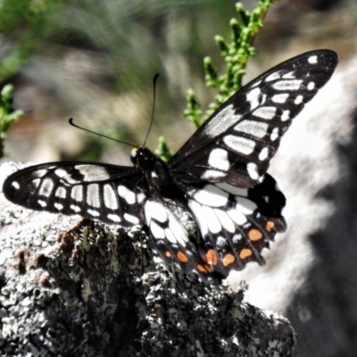 Papilio anactus (Dainty Swallowtail) at Wanniassa Hill - 22 Mar 2020 by JohnBundock