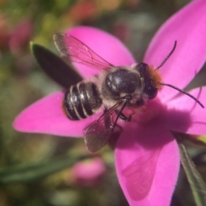 Megachile (Eutricharaea) maculariformis at Acton, ACT - 22 Mar 2020