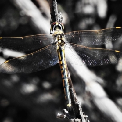 Hemicordulia tau (Tau Emerald) at Wanniassa Hill - 22 Mar 2020 by JohnBundock