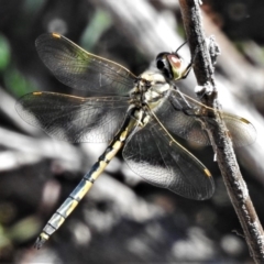 Hemicordulia tau at Tuggeranong DC, ACT - 22 Mar 2020