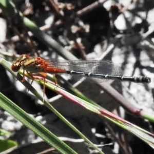 Xanthagrion erythroneurum at Farrer, ACT - 22 Mar 2020