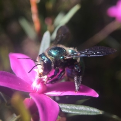 Xylocopa (Lestis) aerata (Golden-Green Carpenter Bee) at Acton, ACT - 22 Mar 2020 by PeterA
