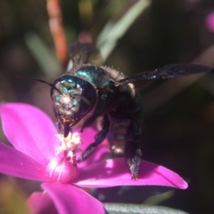 Xylocopa (Lestis) aerata at Acton, ACT - 22 Mar 2020