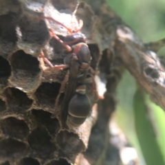 Polistes (Polistella) humilis (Common Paper Wasp) at Acton, ACT - 22 Mar 2020 by PeterA