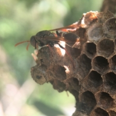 Polistes (Polistella) humilis at Acton, ACT - 22 Mar 2020