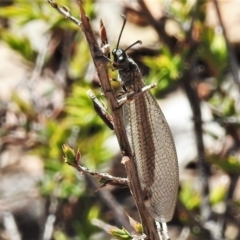 Myrmeleontidae (family) (Unidentified Antlion Lacewing) at Tuggeranong DC, ACT - 22 Mar 2020 by JohnBundock