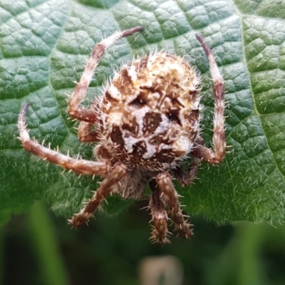 Backobourkia sp. (genus) (An orb weaver) at Holt, ACT - 21 Mar 2020 by trevorpreston