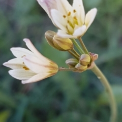 Nothoscordum borbonicum (Onion Weed) at Denman Prospect, ACT - 22 Mar 2020 by tpreston