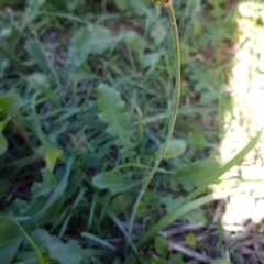 Nothoscordum borbonicum at Molonglo River Reserve - 22 Mar 2020