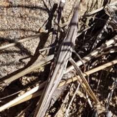 Acrida conica (Giant green slantface) at Molonglo Valley, ACT - 22 Mar 2020 by trevorpreston