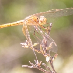 Diplacodes haematodes (Scarlet Percher) at Paddys River, ACT - 13 Mar 2020 by SWishart