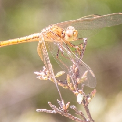 Diplacodes haematodes (Scarlet Percher) at Birrigai - 13 Mar 2020 by SWishart