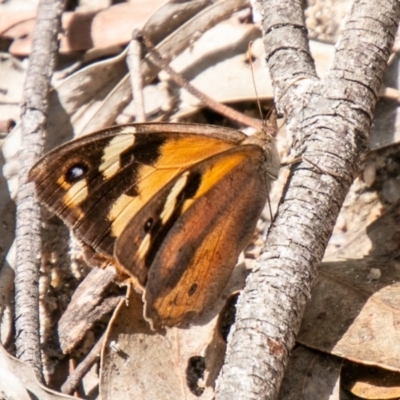 Heteronympha merope (Common Brown Butterfly) at Paddys River, ACT - 13 Mar 2020 by SWishart