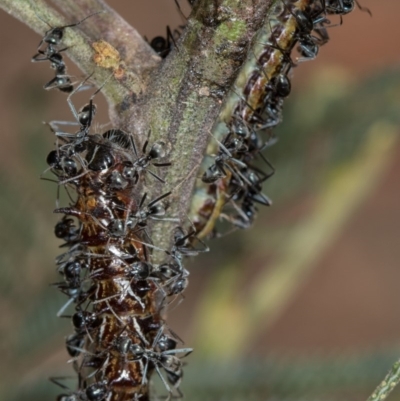 Jalmenus evagoras (Imperial Hairstreak) at Bruce Ridge - 24 Jan 2019 by Bron