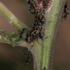 Jalmenus evagoras at Bruce, ACT - 25 Jan 2019 01:58 AM