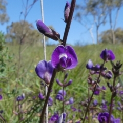 Glycine tabacina (Variable Glycine) at Theodore, ACT - 17 Mar 2020 by owenh