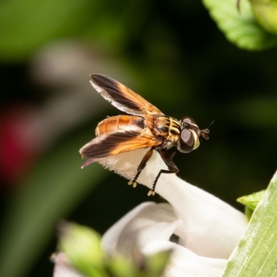 Trichopoda giacomellii (Feather Leg Fly) at Macgregor, ACT - 22 Mar 2020 by Roger