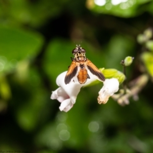 Trichopoda giacomellii at Macgregor, ACT - 22 Mar 2020