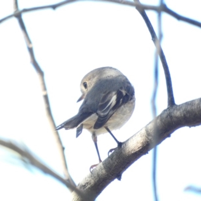 Petroica rosea (Rose Robin) at Red Hill Nature Reserve - 22 Mar 2020 by Ct1000