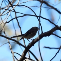 Petroica rosea at Deakin, ACT - 22 Mar 2020