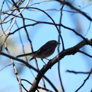 Petroica rosea at Deakin, ACT - 22 Mar 2020